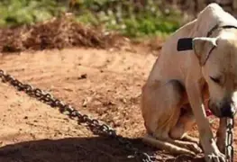 ¿Cómo presentar una denuncia por abuso hacia los animales?