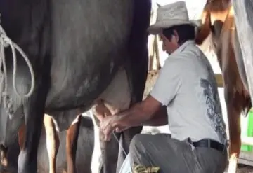 Continua crisis láctea en campo jonuteco