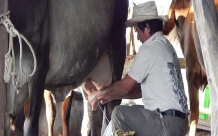 Continua crisis láctea en campo jonuteco
