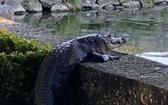 Cocodrilo pone en pánico a visitantes