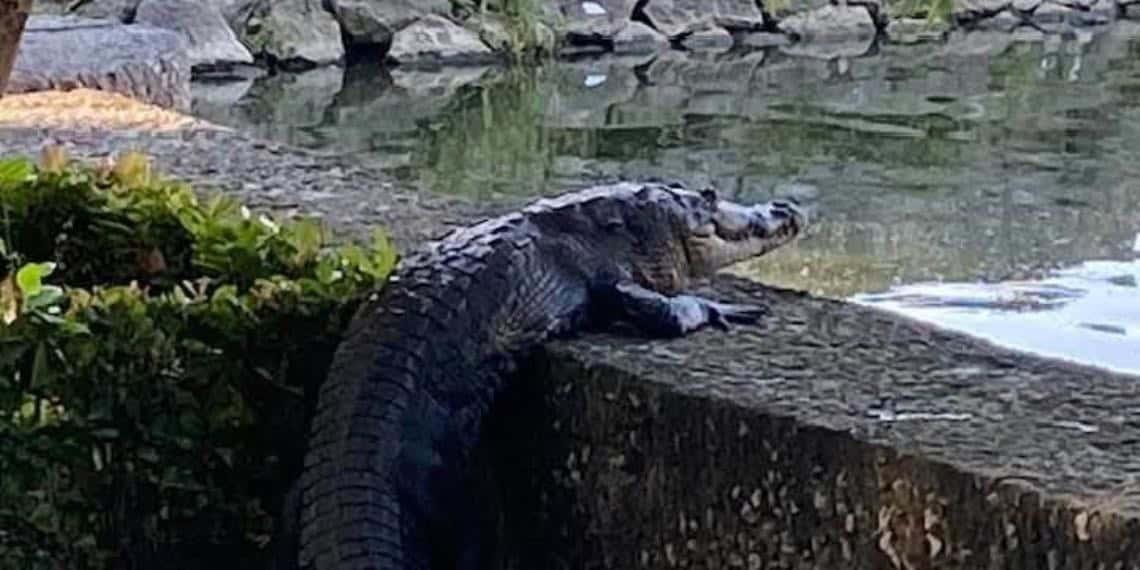 Cocodrilo pone en pánico a visitantes