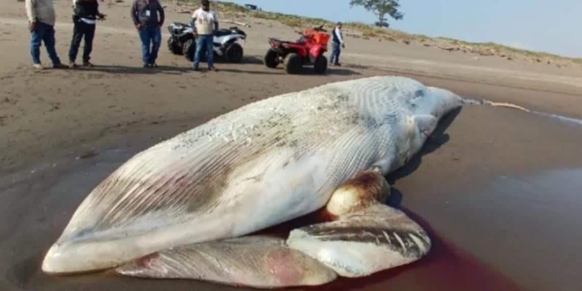 Encuentran ballena muerta de más de 5 toneladas en playas de Nautla, Veracruz