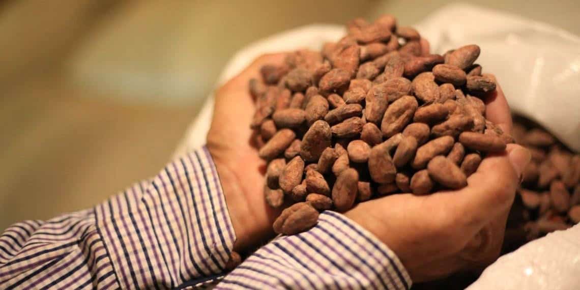 Gobierno del Pueblo y federación reactivan sector cacaotero