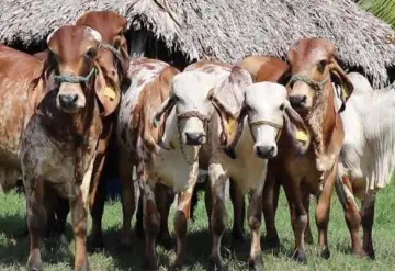 Aún no hay brote de gusano barrenador en ganado de Jonuta