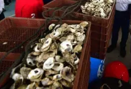 Con Pescando Vida se incrementará la producción de ostión 