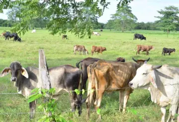 Con moscas estériles se planea evitar más brotes de gusano barrenador