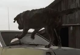 Nueva adaptación de Cujo, el clásico de Stephen King en Netflix