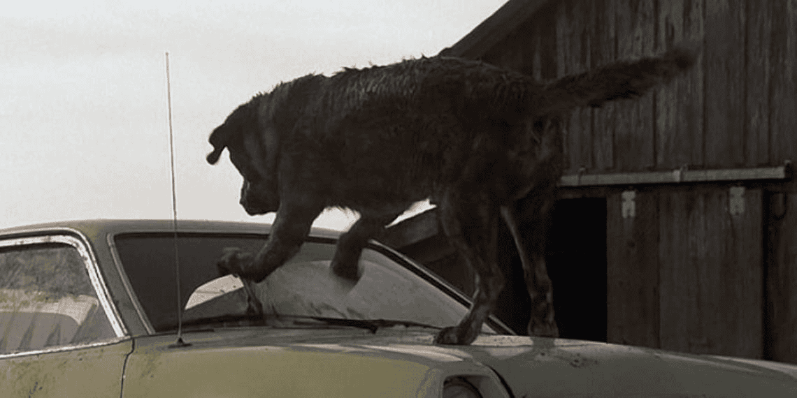 Nueva adaptación de Cujo, el clásico de Stephen King en Netflix