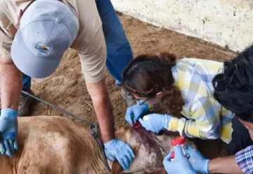 Mató pollinaza al ganado: SEDAP