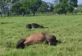 Han muerto por pollinaza contaminada más de 600 reses: líder ganadero