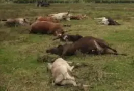 En breve se sabrá qué causó la muerte del ganado en Huimanguillo 