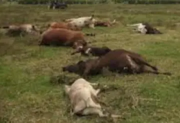 En breve se sabrá qué causó la muerte del ganado en Huimanguillo 