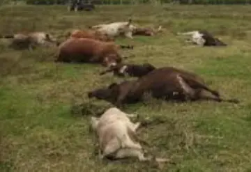 Plano tangente Ganado feliz