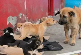 Aparece en perros gusano barrenador
