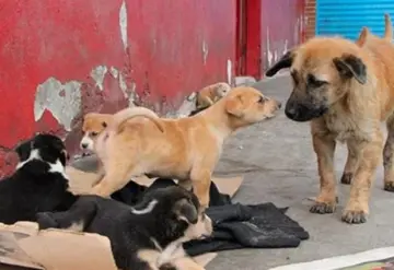 Aparece en perros gusano barrenador