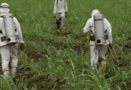 Campos libres de plaguicidas.