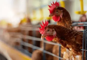 Gripe aviar: qué hacer ante una posible infección