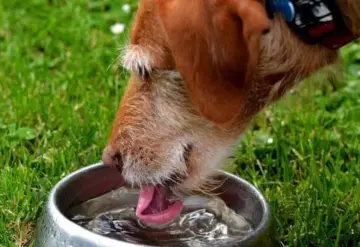 ¡Protege a tus mascotas de un golpe de calor!