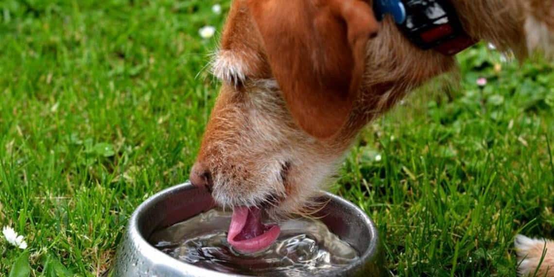 ¡Protege a tus mascotas de un golpe de calor!