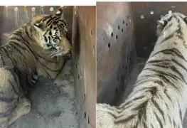 Rescatan a dos tigres de bengala en un predio de Sinaloa