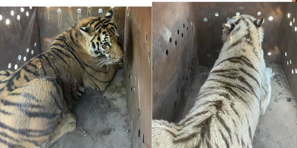 Rescatan a dos tigres de bengala en un predio de Sinaloa