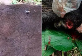 Pide Javier May a ganaderos reportar casos de gusano barrenador