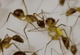 Hormigas mutilan para salvar vidas, ¿Naturaleza bizarra?