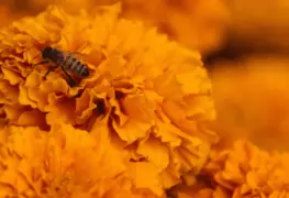 Tecnología al rescate de las abejas.