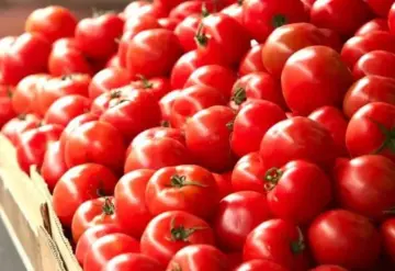 A partir de julio, Estados Unidos aplicará un arancel del 20.91% a tomates mexicanos