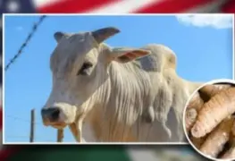 México comunica a Estados Unidos que no se subordina después de la alerta por el gusano barrenador en el ganado