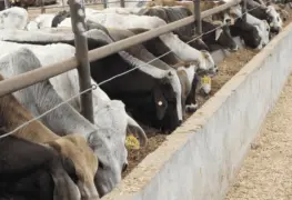 Retoman diálogo SADER y USDA para contener plaga de gusano.