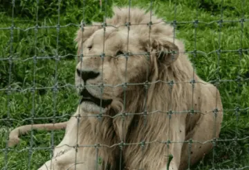 Muere león blanco en Culiacán.