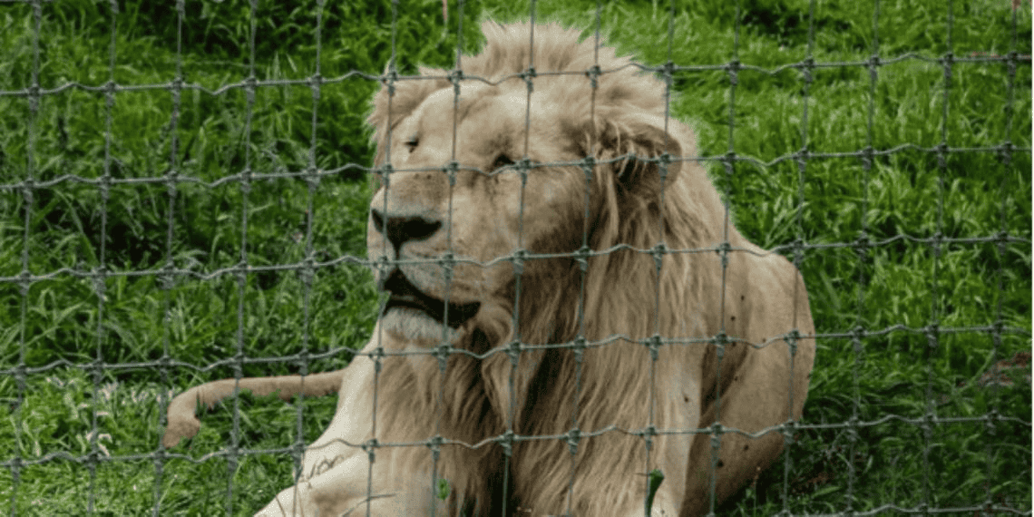 Muere león blanco en Culiacán.