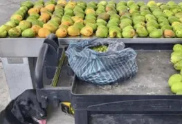 Decomisan mangos y nanches.