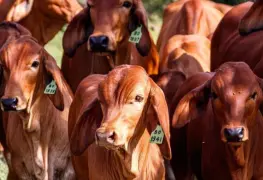 Ganado mexicano en la mira