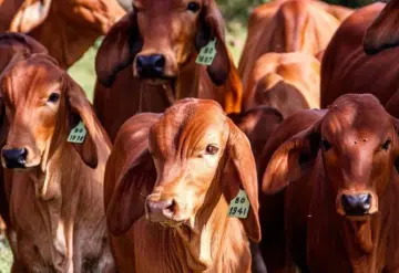 Ganado mexicano en la mira