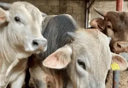 EU cierra frontera a ganado mexicano.