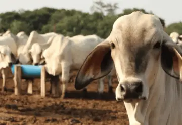Mal momento para Durango.