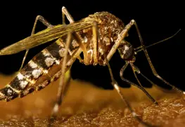 Graves, 42% de los casos de dengue