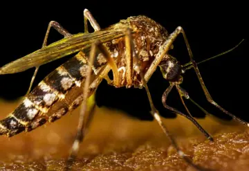 Graves, 42% de los casos de dengue