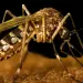 Graves, 42% de los casos de dengue