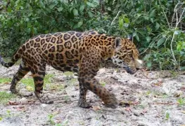 Tecnología al servicio del jaguar.