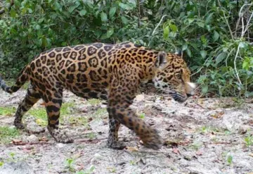 Tecnología al servicio del jaguar.