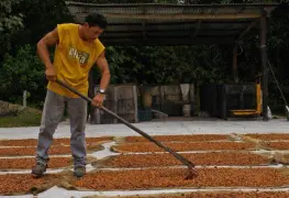 Alcanza el cacao hasta $250 el kilo