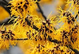 Avellano de la bruja: a planta que ayuda a combatir várices.