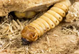 Confirman caso humano de gusano barrenador en Campeche