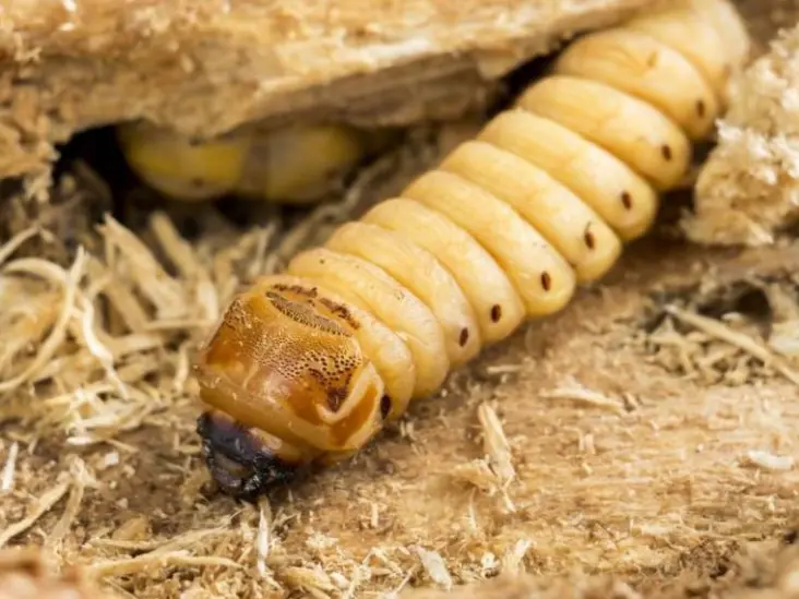 Confirman caso humano de gusano barrenador en Campeche