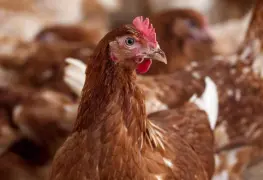 Primer caso de miasis en pollo