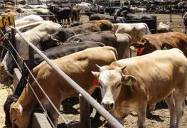 México y EE.UU. avanzan hacia reapertura de exportación ganadera