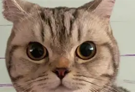 La gatita m&aacute;s buscada de Tailandia.
